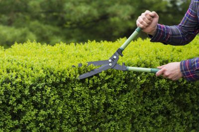 Add Value to Your Property with Hedge Shaping!