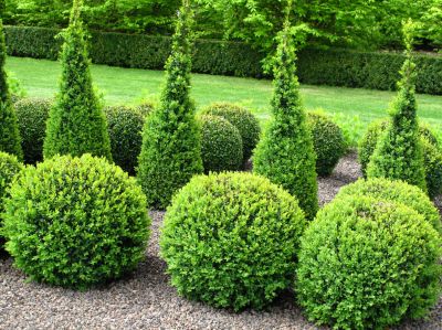 Promote Healthy Growth of Your Hedges!