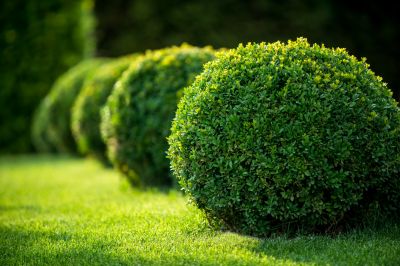 Trim and Prune Hedges!