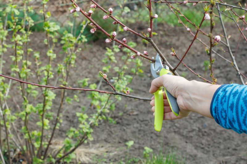 Magnolia Tree Pruning in Pottstown, PA
